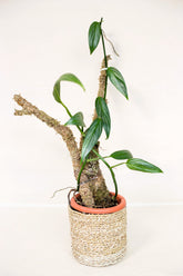Epipremnum amplissimum "Silver Streak"